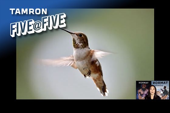Five Tips for photographing humming birds with Janet Vuong