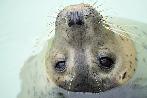 A close-up view of a seal’s face poking it’s head out of the water.