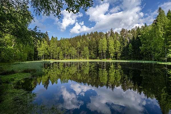 A serene lake surrounded by a dense, green forest shot using a lens for landscape photography.